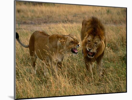 Lion and Lioness Growling at Each Other, Masai Mara National Reserve, Rift Valley, Kenya-Mitch Reardon-Mounted Premium Photographic Print