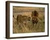 Lion and Lioness Growling at Each Other, Masai Mara National Reserve, Rift Valley, Kenya-Mitch Reardon-Framed Photographic Print