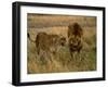 Lion and Lioness Growling at Each Other, Masai Mara National Reserve, Rift Valley, Kenya-Mitch Reardon-Framed Photographic Print