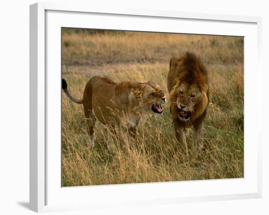 Lion and Lioness Growling at Each Other, Masai Mara National Reserve, Rift Valley, Kenya-Mitch Reardon-Framed Photographic Print