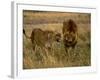 Lion and Lioness Growling at Each Other, Masai Mara National Reserve, Rift Valley, Kenya-Mitch Reardon-Framed Photographic Print