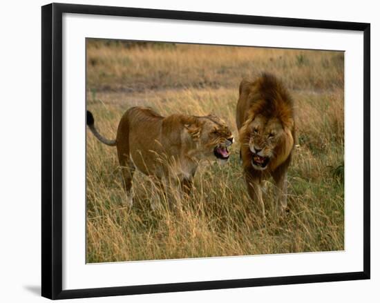 Lion and Lioness Growling at Each Other, Masai Mara National Reserve, Rift Valley, Kenya-Mitch Reardon-Framed Photographic Print