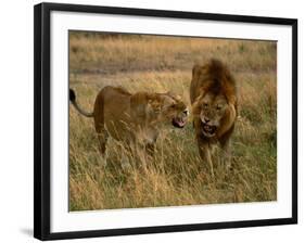 Lion and Lioness Growling at Each Other, Masai Mara National Reserve, Rift Valley, Kenya-Mitch Reardon-Framed Photographic Print
