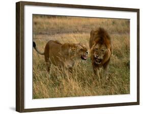 Lion and Lioness Growling at Each Other, Masai Mara National Reserve, Rift Valley, Kenya-Mitch Reardon-Framed Photographic Print