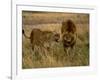 Lion and Lioness Growling at Each Other, Masai Mara National Reserve, Rift Valley, Kenya-Mitch Reardon-Framed Photographic Print