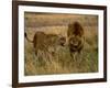 Lion and Lioness Growling at Each Other, Masai Mara National Reserve, Rift Valley, Kenya-Mitch Reardon-Framed Photographic Print