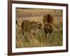 Lion and Lioness Growling at Each Other, Masai Mara National Reserve, Rift Valley, Kenya-Mitch Reardon-Framed Photographic Print