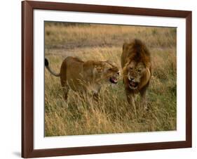 Lion and Lioness Growling at Each Other, Masai Mara National Reserve, Rift Valley, Kenya-Mitch Reardon-Framed Photographic Print