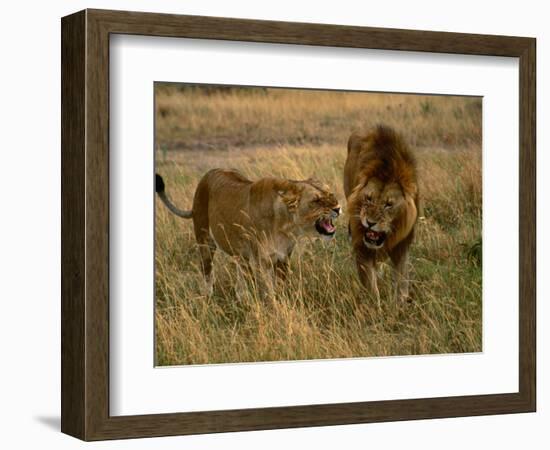 Lion and Lioness Growling at Each Other, Masai Mara National Reserve, Rift Valley, Kenya-Mitch Reardon-Framed Photographic Print