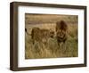 Lion and Lioness Growling at Each Other, Masai Mara National Reserve, Rift Valley, Kenya-Mitch Reardon-Framed Photographic Print