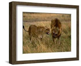 Lion and Lioness Growling at Each Other, Masai Mara National Reserve, Rift Valley, Kenya-Mitch Reardon-Framed Photographic Print