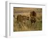 Lion and Lioness Growling at Each Other, Masai Mara National Reserve, Rift Valley, Kenya-Mitch Reardon-Framed Photographic Print