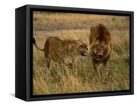 Lion and Lioness Growling at Each Other, Masai Mara National Reserve, Rift Valley, Kenya-Mitch Reardon-Framed Stretched Canvas