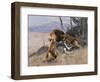 Lion and Lioness; Lowe Und Lowin-Wilhelm Kuhnert-Framed Giclee Print