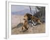 Lion and Lioness; Lowe Und Lowin-Wilhelm Kuhnert-Framed Giclee Print