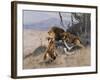 Lion and Lioness; Lowe Und Lowin-Wilhelm Kuhnert-Framed Giclee Print