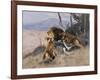 Lion and Lioness; Lowe Und Lowin-Wilhelm Kuhnert-Framed Giclee Print