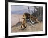 Lion and Lioness; Lowe Und Lowin-Wilhelm Kuhnert-Framed Giclee Print