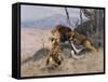 Lion and Lioness; Lowe Und Lowin-Wilhelm Kuhnert-Framed Stretched Canvas