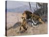 Lion and Lioness; Lowe Und Lowin-Wilhelm Kuhnert-Stretched Canvas