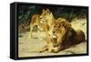 Lion and Lioness-Lowenparr-Wilhelm Kuhnert-Framed Stretched Canvas
