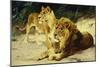 Lion and Lioness-Lowenparr-Wilhelm Kuhnert-Mounted Giclee Print