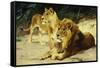 Lion and Lioness-Lowenparr-Wilhelm Kuhnert-Framed Stretched Canvas