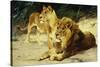 Lion and Lioness-Lowenparr-Wilhelm Kuhnert-Stretched Canvas