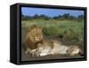 Lion and Lioness (Panthera Leo), Kruger National Park, South Africa, Africa-Steve & Ann Toon-Framed Stretched Canvas