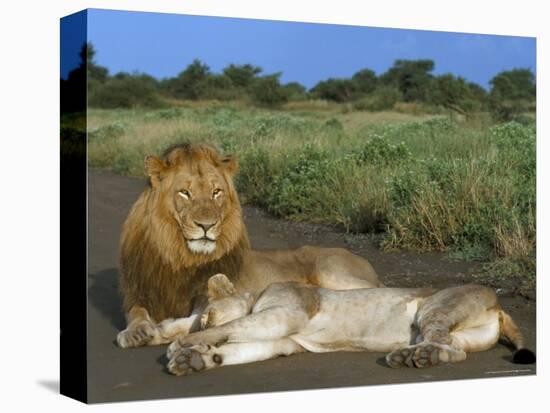 Lion and Lioness (Panthera Leo), Kruger National Park, South Africa, Africa-Steve & Ann Toon-Stretched Canvas