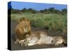 Lion and Lioness (Panthera Leo), Kruger National Park, South Africa, Africa-Steve & Ann Toon-Stretched Canvas