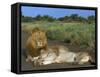 Lion and Lioness (Panthera Leo), Kruger National Park, South Africa, Africa-Steve & Ann Toon-Framed Stretched Canvas