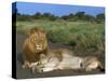 Lion and Lioness (Panthera Leo), Kruger National Park, South Africa, Africa-Steve & Ann Toon-Stretched Canvas