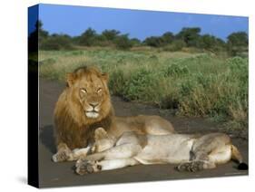 Lion and Lioness (Panthera Leo), Kruger National Park, South Africa, Africa-Steve & Ann Toon-Stretched Canvas