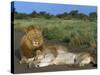 Lion and Lioness (Panthera Leo), Kruger National Park, South Africa, Africa-Steve & Ann Toon-Stretched Canvas