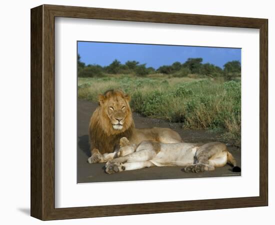 Lion and Lioness (Panthera Leo), Kruger National Park, South Africa, Africa-Steve & Ann Toon-Framed Photographic Print