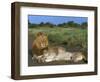 Lion and Lioness (Panthera Leo), Kruger National Park, South Africa, Africa-Steve & Ann Toon-Framed Photographic Print
