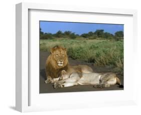 Lion and Lioness (Panthera Leo), Kruger National Park, South Africa, Africa-Steve & Ann Toon-Framed Photographic Print