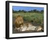 Lion and Lioness (Panthera Leo), Kruger National Park, South Africa, Africa-Steve & Ann Toon-Framed Photographic Print