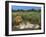 Lion and Lioness (Panthera Leo), Kruger National Park, South Africa, Africa-Steve & Ann Toon-Framed Photographic Print