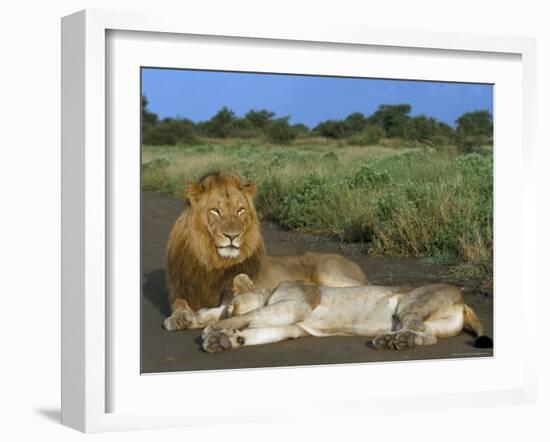 Lion and Lioness (Panthera Leo), Kruger National Park, South Africa, Africa-Steve & Ann Toon-Framed Photographic Print