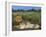 Lion and Lioness (Panthera Leo), Kruger National Park, South Africa, Africa-Steve & Ann Toon-Framed Photographic Print