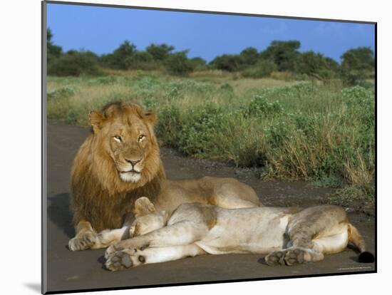 Lion and Lioness (Panthera Leo), Kruger National Park, South Africa, Africa-Steve & Ann Toon-Mounted Photographic Print