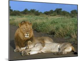 Lion and Lioness (Panthera Leo), Kruger National Park, South Africa, Africa-Steve & Ann Toon-Mounted Photographic Print