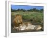 Lion and Lioness (Panthera Leo), Kruger National Park, South Africa, Africa-Steve & Ann Toon-Framed Photographic Print