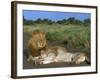 Lion and Lioness (Panthera Leo), Kruger National Park, South Africa, Africa-Steve & Ann Toon-Framed Photographic Print