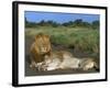 Lion and Lioness (Panthera Leo), Kruger National Park, South Africa, Africa-Steve & Ann Toon-Framed Photographic Print