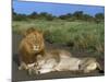 Lion and Lioness (Panthera Leo), Kruger National Park, South Africa, Africa-Steve & Ann Toon-Mounted Photographic Print