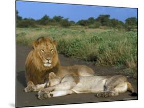 Lion and Lioness (Panthera Leo), Kruger National Park, South Africa, Africa-Steve & Ann Toon-Mounted Photographic Print