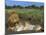 Lion and Lioness (Panthera Leo), Kruger National Park, South Africa, Africa-Steve & Ann Toon-Mounted Photographic Print